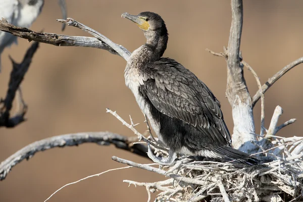 Bílá breasted kormorána, Phalacrocorax lucidus — Stock fotografie