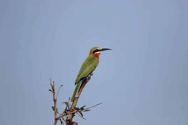 Mangiatore di api dalla fronte bianca, Bullockoides Merops — Foto Stock