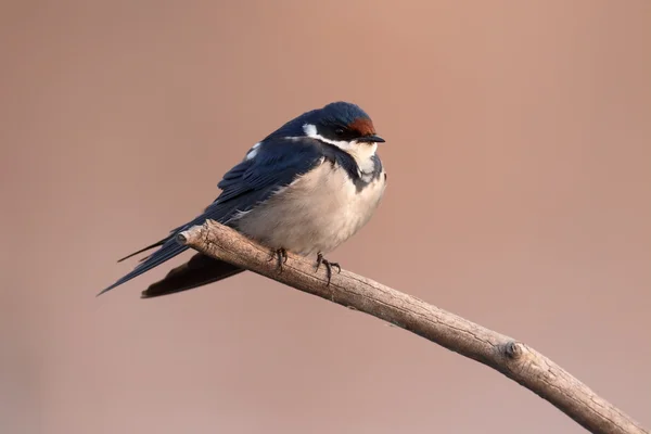 White-thoated swallow, Hirundo albigularis — Stockfoto