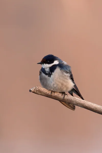 Golondrina blanca, Hirundo albigularis —  Fotos de Stock