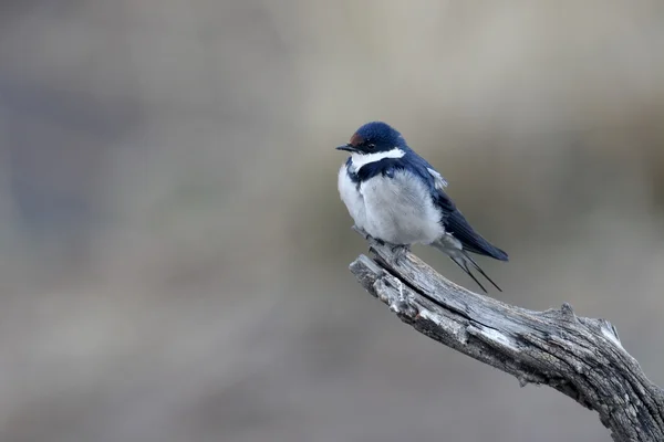 Белая ласточка, Hirundo albigularis — стоковое фото