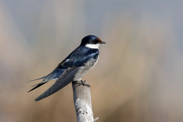 Vit-thoated swallow, Hirundo albigularis — Stockfoto