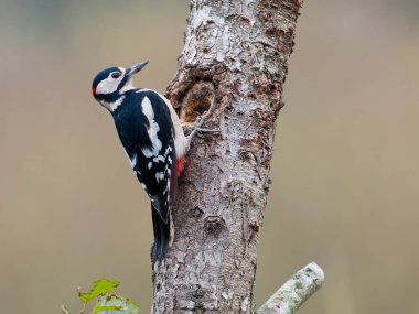 Büyük benekli ağaçkakan, Dendrocopos Major, gümüş huş ağacı, Warwickshire, Ekim 2025