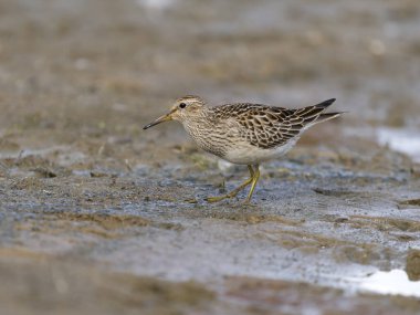 Göğüs çulluğu, Kalidris melanotos, tek su kuşu, Northamptonshire, Ekim 2025