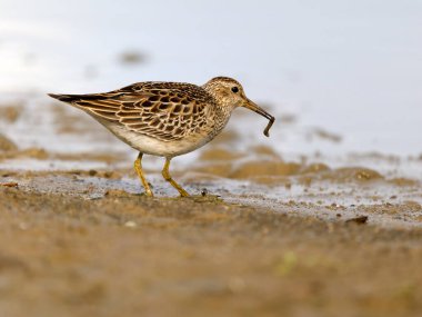 Göğüs çulluğu, Kalidris melanotos, tek su kuşu, Northamptonshire, Ekim 2025