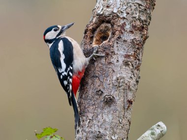 Büyük benekli ağaçkakan, Dendrocopos Major, gümüş huş ağacı, Warwickshire, Ekim 2025