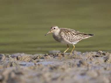 Göğüs çulluğu, Kalidris melanotos, tek su kuşu, Northamptonshire, Ekim 2025