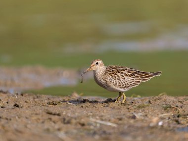 Göğüs çulluğu, Kalidris melanotos, tek su kuşu, Northamptonshire, Ekim 2025