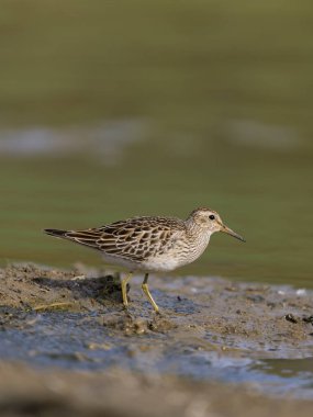 Göğüs çulluğu, Kalidris melanotos, tek su kuşu, Northamptonshire, Ekim 2025