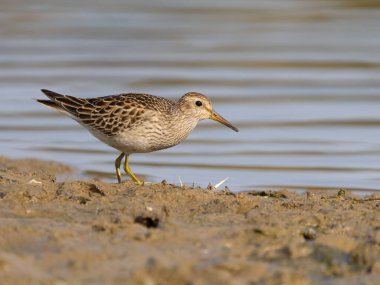 Göğüs çulluğu, Kalidris melanotos, tek su kuşu, Northamptonshire, Ekim 2025