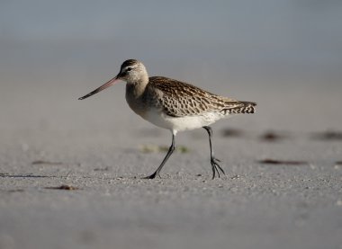 Kara kuyruklu Godwit, Limosa limozası
