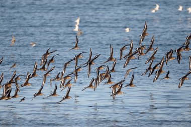 Kara kuyruklu Godwit, Limosa limozası
