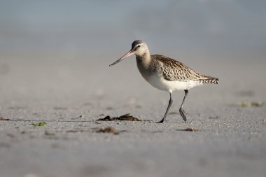Kara kuyruklu Godwit, Limosa limozası