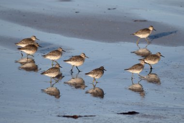 düğüm, calidris canutus