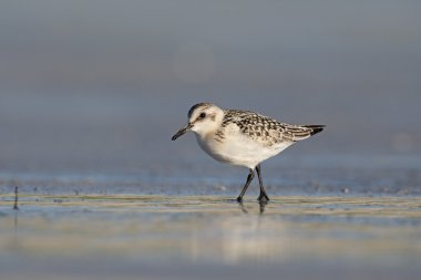 Sanderling, Calidris alba
