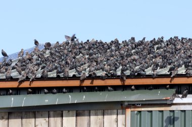 Starling, sturnus vulgaris