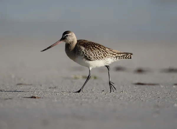 Godwit de cauda preta, Limosa limosa — Fotografia de Stock