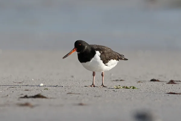 Huîtrier pie, haematopus ostralegus — Photo