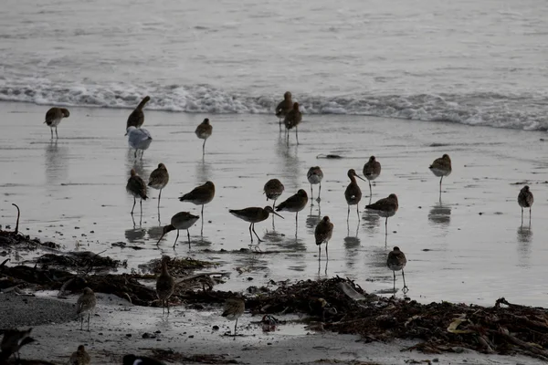 Godwit de cola negra, Limosa limosa —  Fotos de Stock