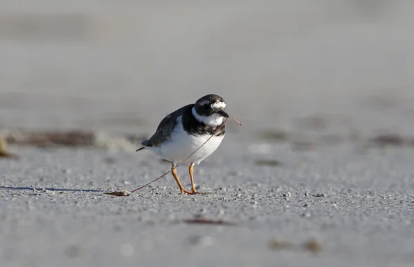 Yelmo anillado, Charadrius hiaticula — Foto de Stock