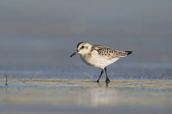 Drieteenstrandloper, calidris alba — Stockfoto