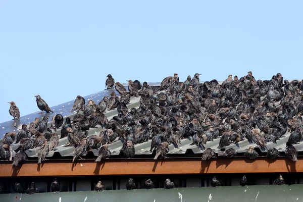 Starling, sturnus vulgaris — Stok fotoğraf