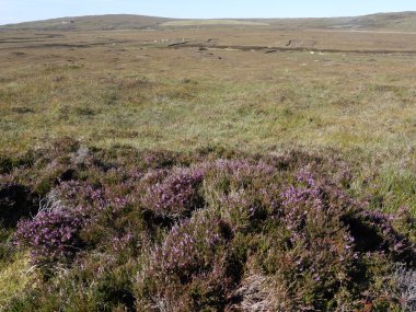 Moorland, Kuzey Uist