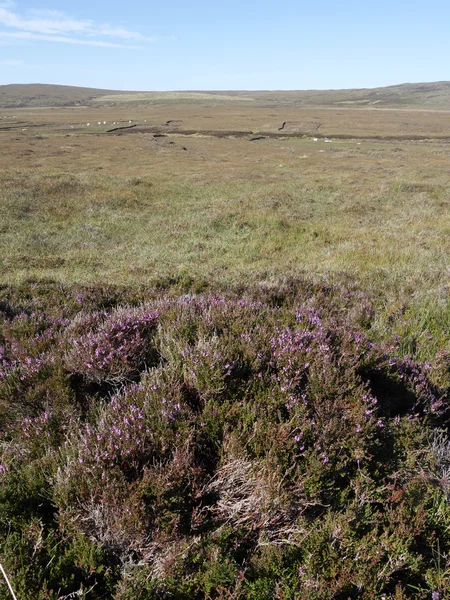 Moorlandschaft, Nordsee — Stockfoto