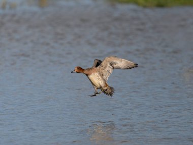 Avrasyalı bilge, Anas Penelope, tek erkek kuş, Gloucestershire, Aralık 2025