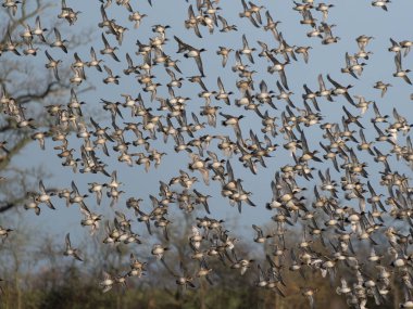 Avrasya Wigeon 'u, Anas Penelope, Gloucestershire, Aralık 2025