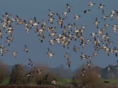 Avrasya Wigeon 'u, Anas Penelope, Gloucestershire, Aralık 2025