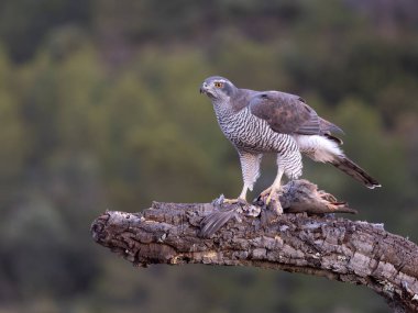 Goshawk, Accipiter Gentilis, İspanya şubesindeki tek kadın, Şubat 2026