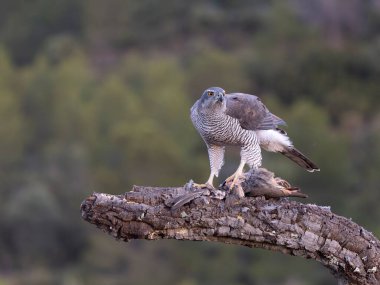 Goshawk, Accipiter Gentilis, İspanya şubesindeki tek kadın, Şubat 2026
