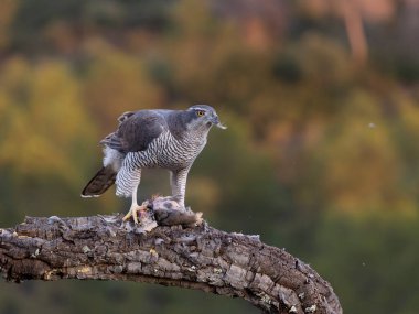 Goshawk, Accipiter Gentilis, İspanya şubesindeki tek kadın, Şubat 2026