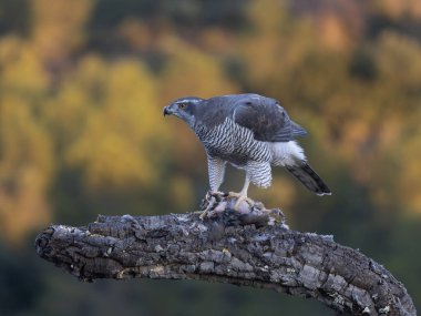 Goshawk, Accipiter Gentilis, İspanya şubesindeki tek kadın, Şubat 2026