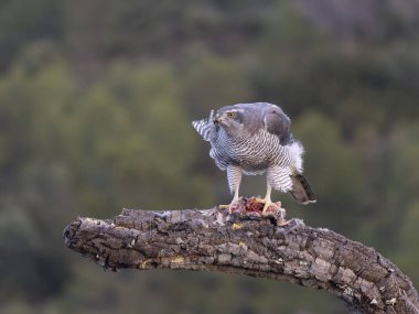 Goshawk, Accipiter Gentilis, İspanya şubesindeki tek kadın, Şubat 2026