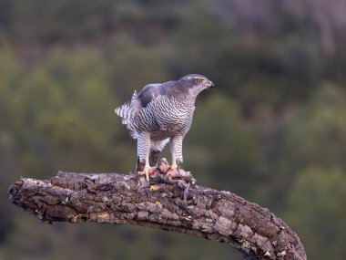 Goshawk, Accipiter Gentilis, İspanya şubesindeki tek kadın, Şubat 2026