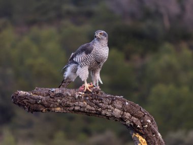 Goshawk, Accipiter Gentilis, İspanya şubesindeki tek kadın, Şubat 2026