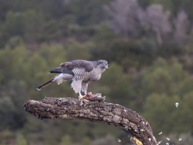 Goshawk, Accipiter Gentilis, İspanya şubesindeki tek kadın, Şubat 2026