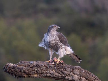 Goshawk, Accipiter Gentilis, İspanya şubesindeki tek kadın, Şubat 2026