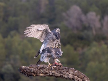 Goshawk, Accipiter Gentilis, İspanya, Şubat 2026