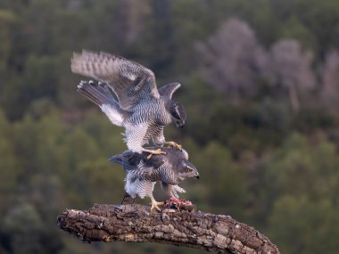 Goshawk, Accipiter Gentilis, İspanya, Şubat 2026