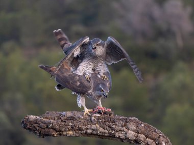 Goshawk, Accipiter Gentilis, İspanya, Şubat 2026