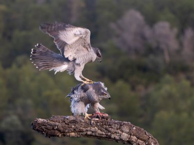 Goshawk, Accipiter Gentilis, İspanya, Şubat 2026