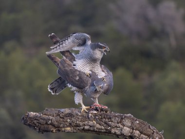 Goshawk, Accipiter Gentilis, İspanya, Şubat 2026