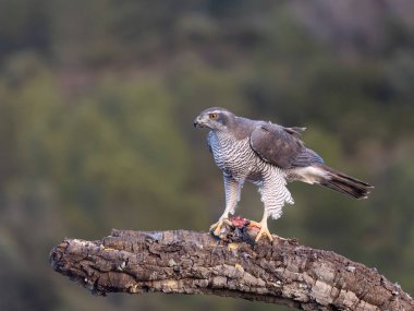 Goshawk, Accipiter Gentilis, İspanya şubesindeki tek kadın, Şubat 2026