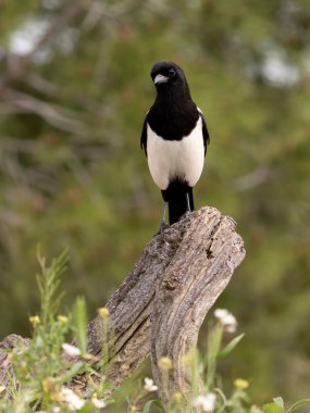 Magpie, Pica pica, şubedeki tek kuş, İspanya, Şubat 2026