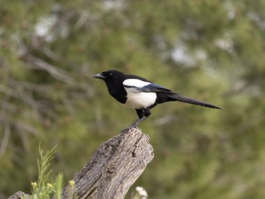 Magpie, Pica pica, şubedeki tek kuş, İspanya, Şubat 2026