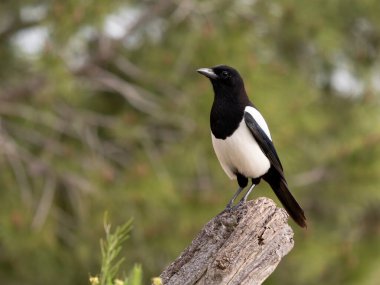 Magpie, Pica pica, şubedeki tek kuş, İspanya, Şubat 2026