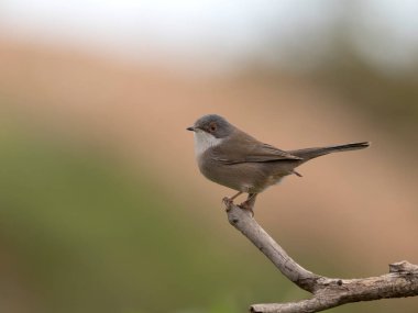 Sardunya ötleğeni, Curruca melanocephala, şubat 2026, İspanya 'da bekar kadın.